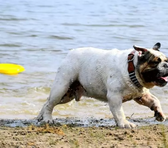 La Dog Beach di San Vincenzo