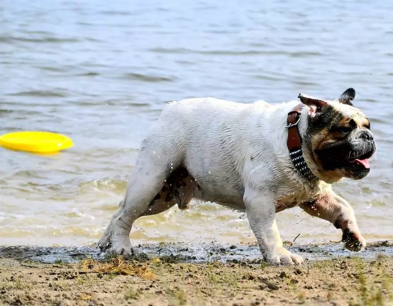 La Dog Beach di San Vincenzo